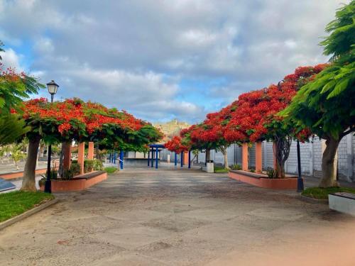 a walkway lined with red flowers and trees at Casa Antonio - apartamento Orion in Playa de San Juan