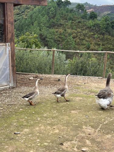 three ducks walking on the grass near a fence at Quintinha da Mariana - Charming in the Douro Valley in Cinfães