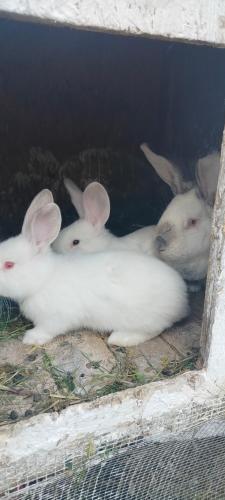 Άλλα ζώα σε αυτό το κατάλυμα σε φάρμα ή στη γύρω περιοχή