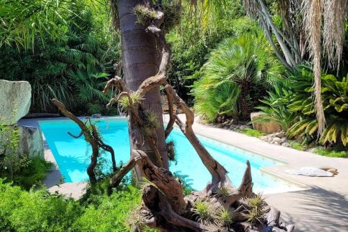 un palmier à côté d'une piscine dans l'établissement La case, à Thuir