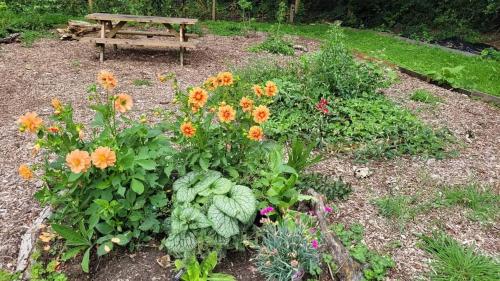 un jardin avec des fleurs et un banc en arrière-plan dans l'établissement Postwood Gardens Balmoral Country Cabin, à Kentisbeare