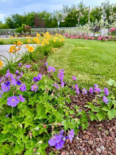a flower garden with purple flowers in a park at LA ROSA DEL SILE in Quarto dʼAltino
