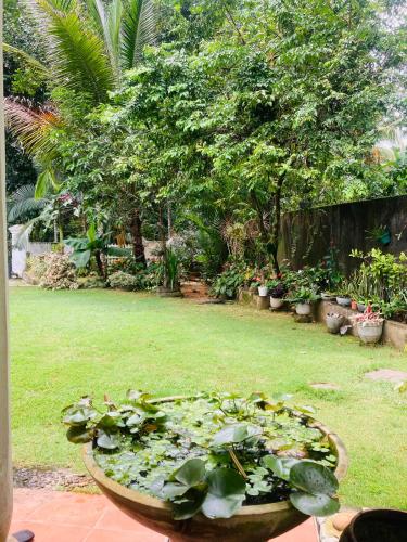 a garden with a pond filled with lots of plants at Summer Valley in Nittambuwa