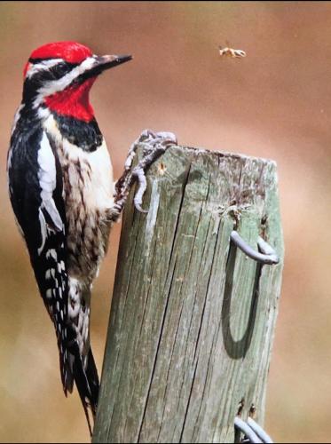 a bird perched on top of a wooden post at Mountain Springs Nature Retreat in Kaleden
