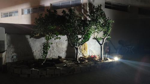 two trees in front of a building at night at Sicilia bedda in Custonaci