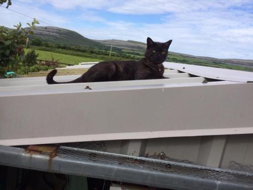 a black cat sitting on top of a roof at House in the Burren Clare in Droíchead an Chláir