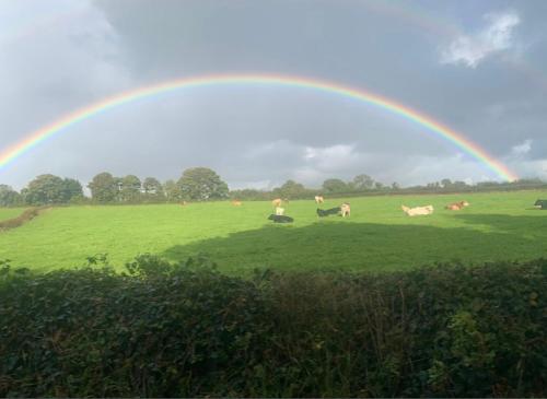 a rainbow over a field with a herd of cows at House in the Burren Clare in Droíchead an Chláir