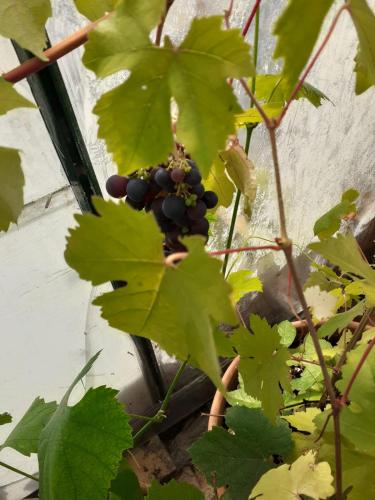 a bunch of black grapes hanging from a plant at Grove House Country Rooms in Shanballymore