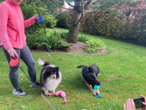a woman is walking two dogs on a leash at Grove House Country Rooms in Shanballymore