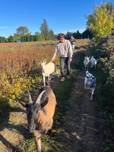 a man walking down a dirt road with goats at Gite - La ruée vers l'orge in Trois-Rivières