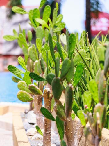 a group of green plants sitting next to a pool at Samui Wooden Hill Resort in Lamai