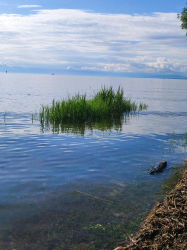 a patch of grass in the middle of a body of water at Little Tiny Village Haus 3 in Fußach