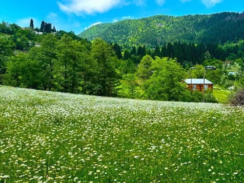 Un paisaje natural cerca de la casa de huéspedes