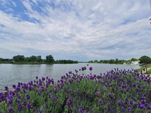 a field of purple flowers next to a body of water at Tó Szálló in Dunapataj