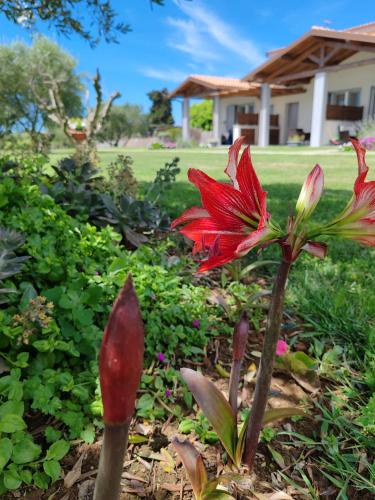 Сад в Residence la Pace - Pool & Relax