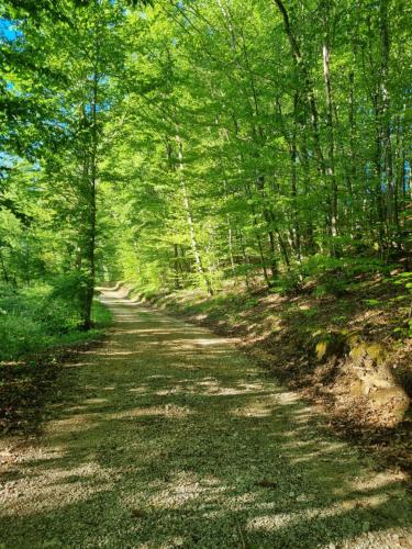 a dirt road with trees on both sides at Kuća za odmor Borna in Gornji Budački