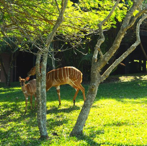 a deer and a baby deer standing next to trees at Sodwana Bay Lodge House 58 in Sodwana Bay