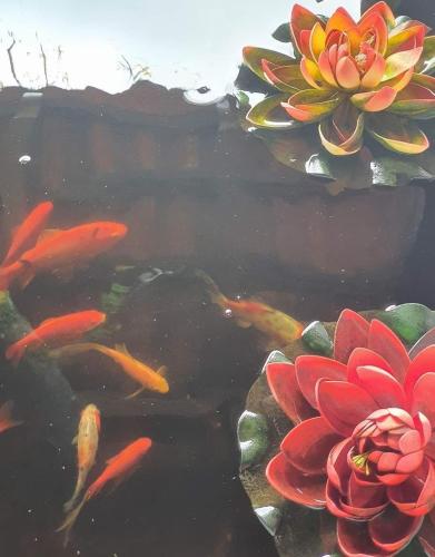 two flowers and koi fish in a pond at Hotel Rural La Raya 1866 in Güimar