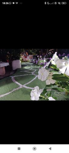 a picture of some white flowers on the grass at Hotel Rural La Raya 1866 in Güimar