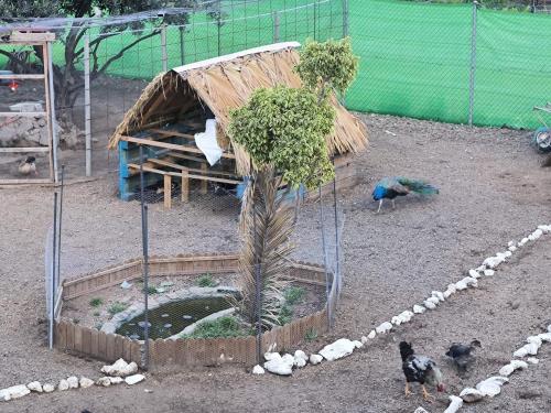 a birdiary with a house with a palm tree and chickens at Hotel Rural La Raya 1866 in Güimar