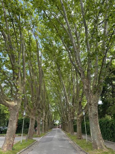 a row of trees lining a road at AMAO Obsidian - 120 m2 Business & Family Apartment - 3 Bedrooms - 8 Guests - King-Size Beds in Schwanau