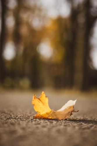 a yellow leaf laying on the ground on the street at DAS ERZ Medical Spa & Hotel in Crottendorf