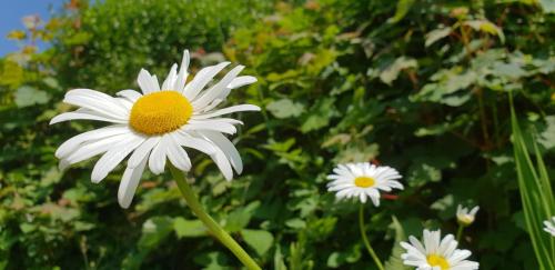 a white daisy with a yellow center on a stem at The Manse featuring the Daisy Camrose in Haverfordwest