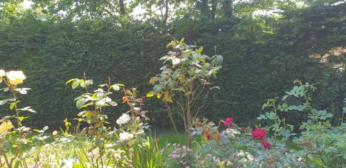 a garden with many different types of flowers at The Manse featuring the Daisy Camrose in Haverfordwest