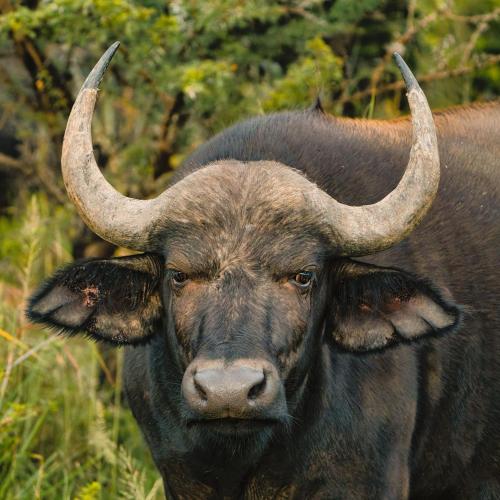 a bull with horns is looking at the camera at Umzolozolo Private Safari Lodge & Spa in Nambiti Private Game Reserve