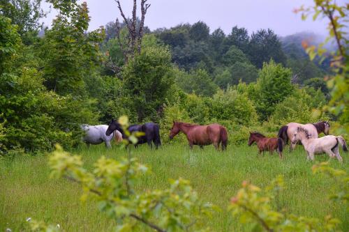 a group of horses standing in a field at Hotel Shaori in Nikortsminda