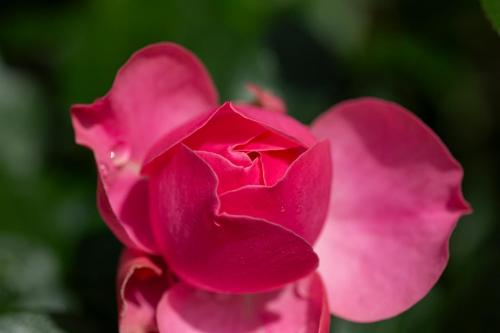 een roze roos met regendruppels erop bij Seeluft in Cuxhaven