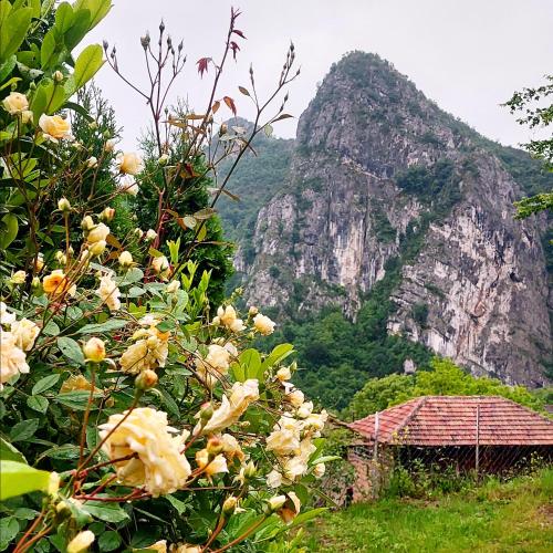 a tree with flowers in front of a mountain at Golemi kamik Pirot Vlasi 2 in Pirot
