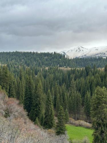 a view of a forest of trees and snow covered mountains at Dolinka Lodge in Dzhergalan