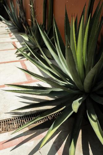 Φωτογραφία από το άλμπουμ του Casa Pina close to Santo Domingo Church σε Oaxaca City