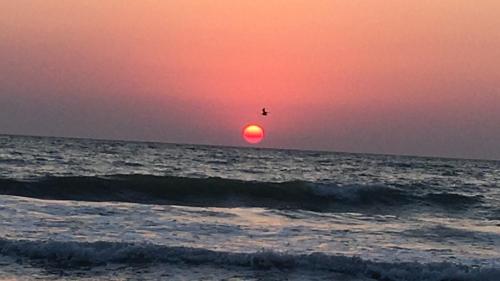 a bird flying over the ocean at sunset at Lala's sweet nest by the sea side in Neptun