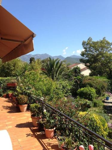 Billede fra billedgalleriet på Villa avec grand jardin au centre de St Florent i Saint-Florent