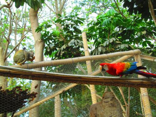 a colorful bird sitting on top of a tree at Hostería Ecológica El Faro in Salinas