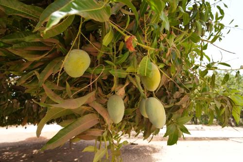 a bunch of green fruit hanging from a tree at La Teranga Apartament Parrot in Toubakouta