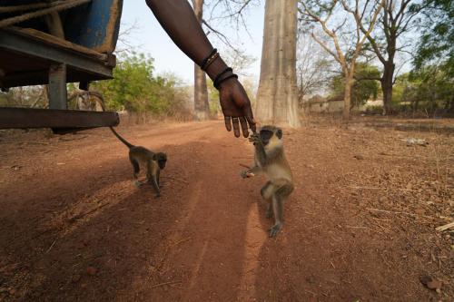 two monkeys on a dirt road next to a person holding a hand at La Teranga Apartament Parrot in Toubakouta