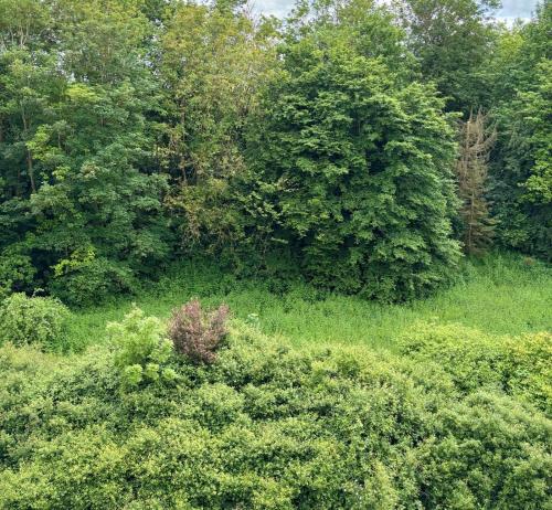 an overhead view of a field of bushes and trees at Charming Apartement Luxembourg City Center, Parking, Balcony in Luxembourg