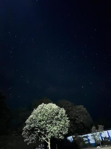 a tree in front of a starry sky with at Hotel campestre la Maria in Villavicencio