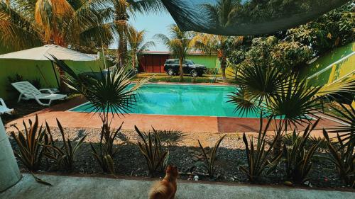 a cat sitting in front of a swimming pool at Casa chalet de descanso en monterrico Guatemala in Monterrico