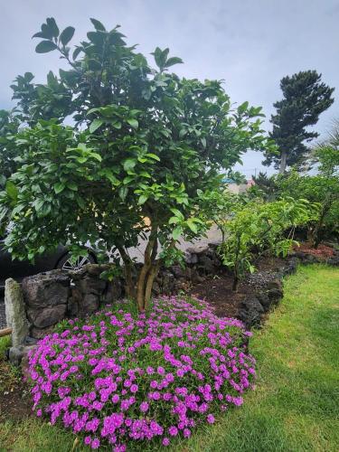 a flower garden with a tree and pink flowers at On the way to Santiago in Seogwipo