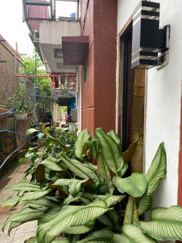 a bunch of green plants in front of a building at Raje Residence in El Nido
