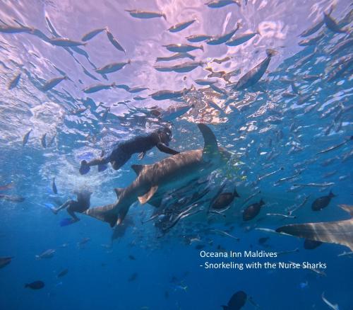eine Gruppe von Fischen, die im Wasser schwimmen in der Unterkunft Oceana Inn Maldives in Kudahuvadhoo