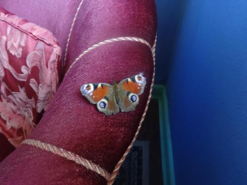 a butterfly sitting on the arm of a couch at Casa Mundo Bed & Breakfast in Vejle