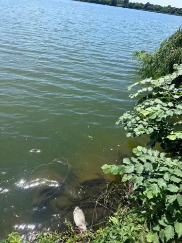 aigator is swimming in the water on a lake at Apartament în regim in Pantelimon