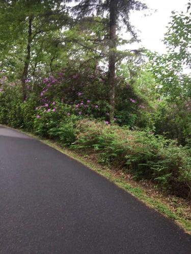 アパートメントの近くで見られる自然の景観