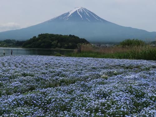 a field of purple flowers with a mountain in the background at Kuranoyado Matsuya in Fujikawaguchiko
