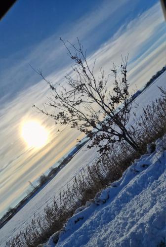 a bush in the snow with the sun in the background at Hus Meeresbrise in Arrild